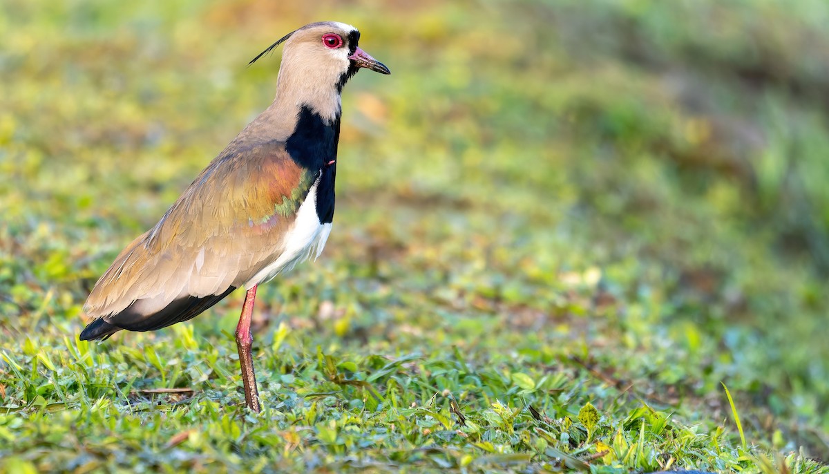 Southern Lapwing (cayennensis) - Connor Cochrane