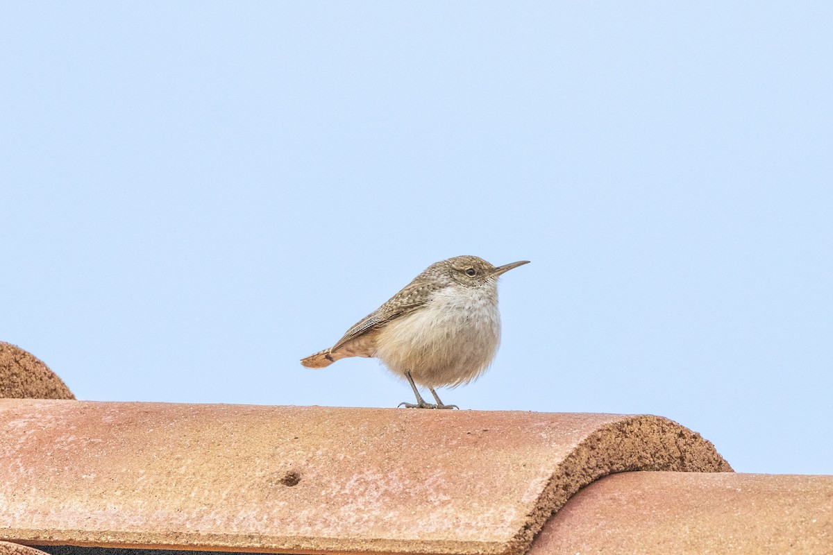 Rock Wren - ML519681851