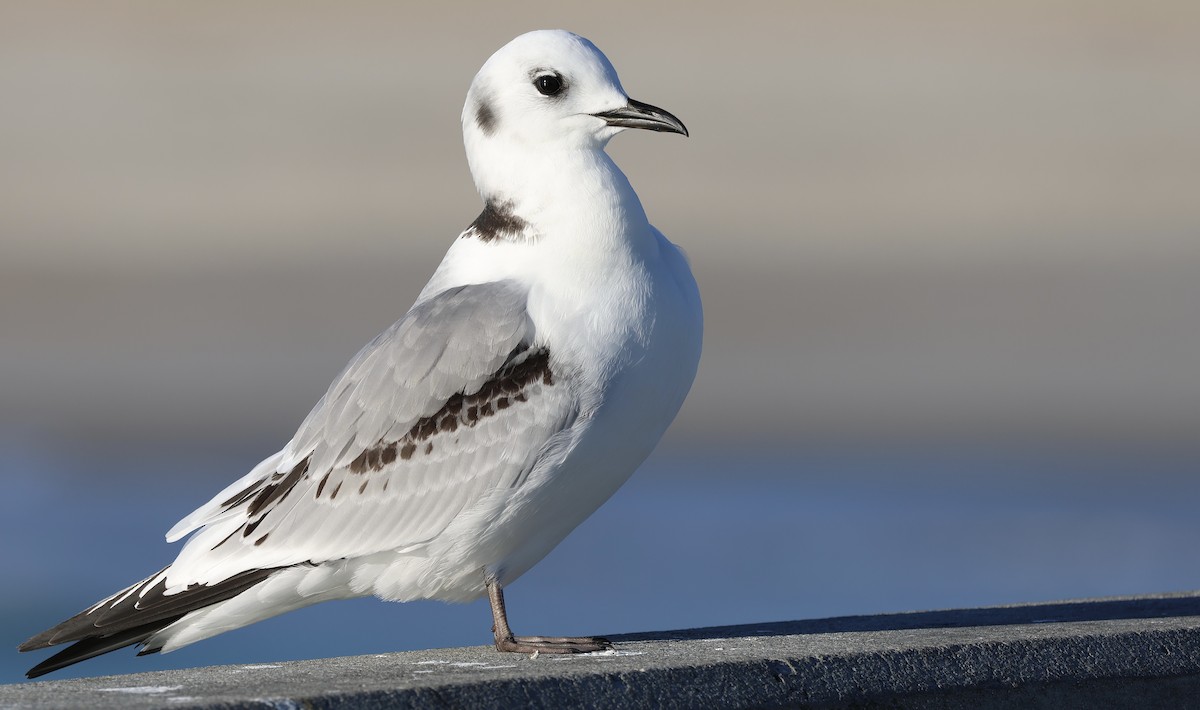 Black-legged Kittiwake - ML519682101