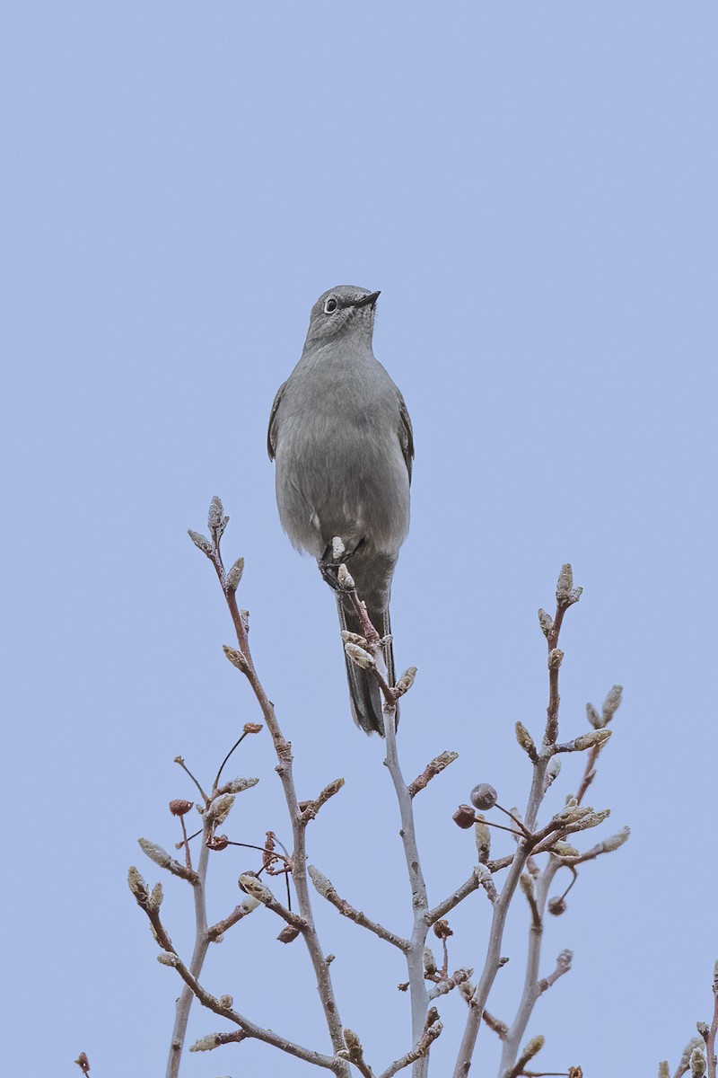 Townsend's Solitaire - ML519682141