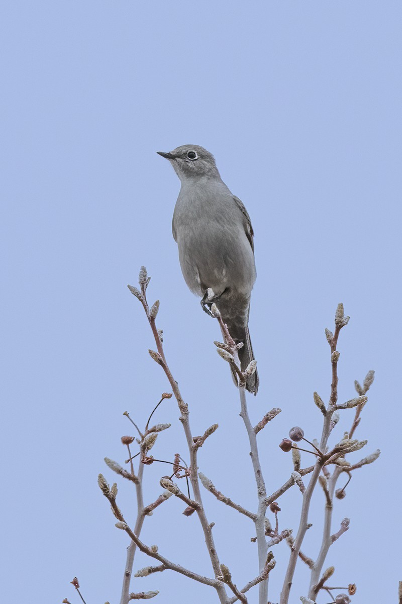 Townsend's Solitaire - ML519682151