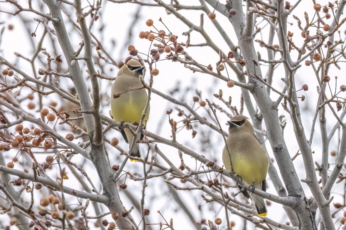 Cedar Waxwing - ML519682261