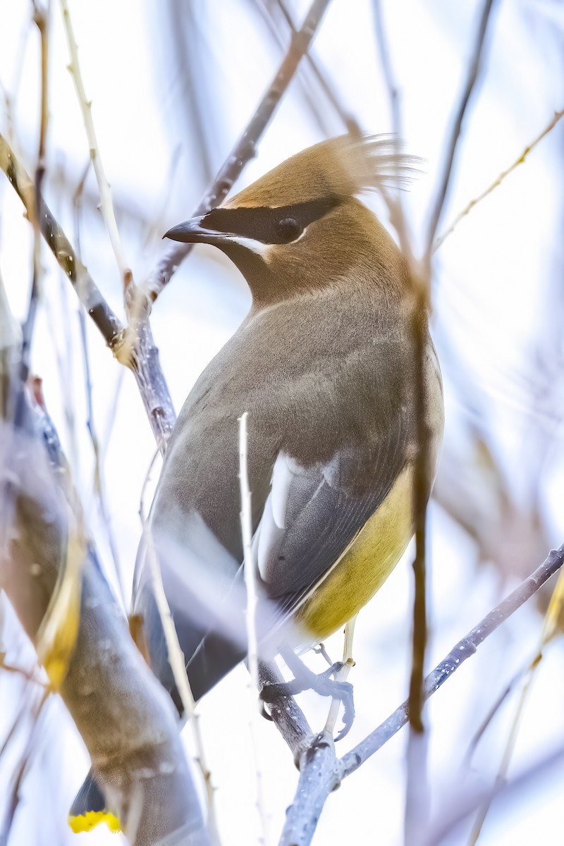 Cedar Waxwing - ML519682281