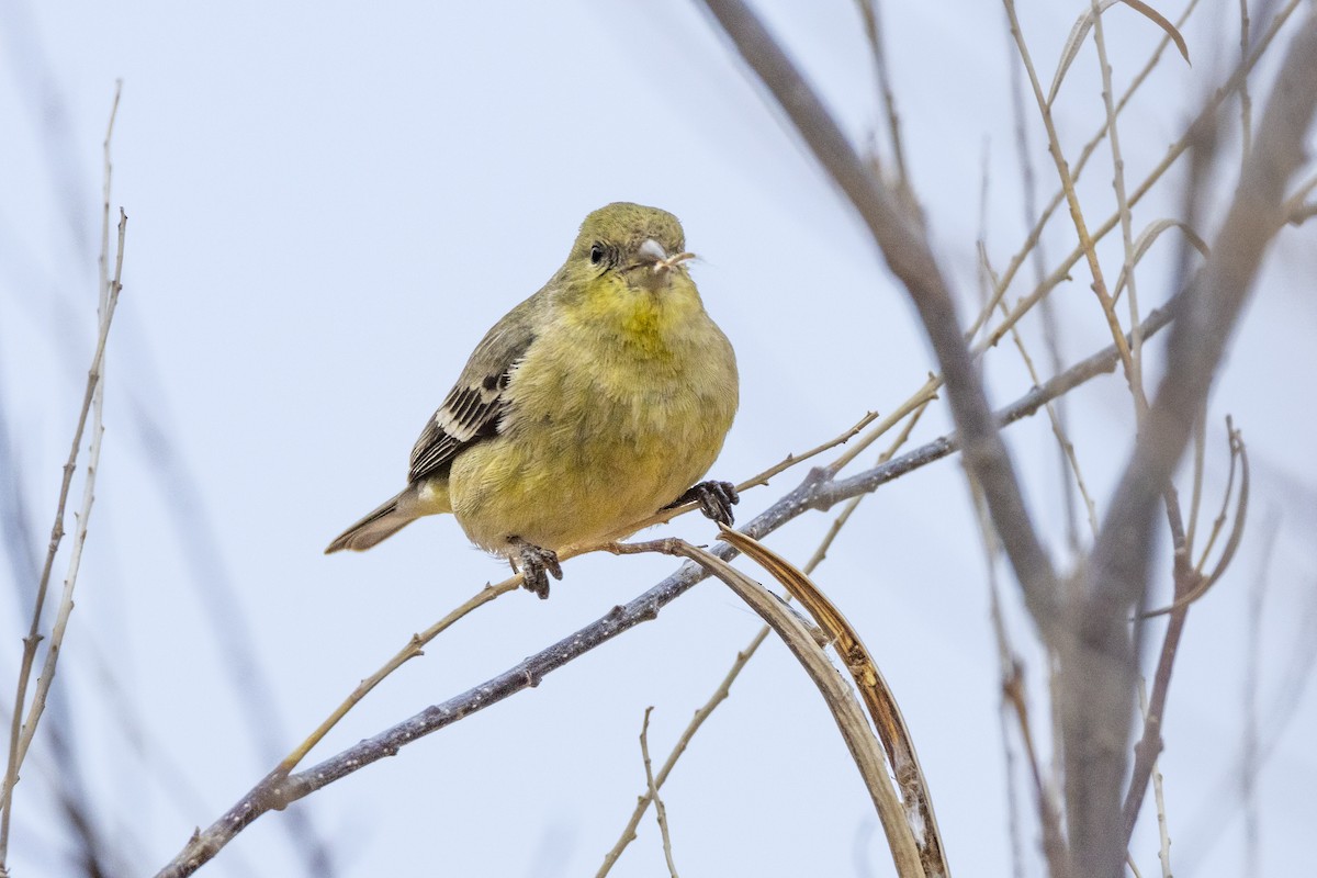 Lesser Goldfinch - ML519682651