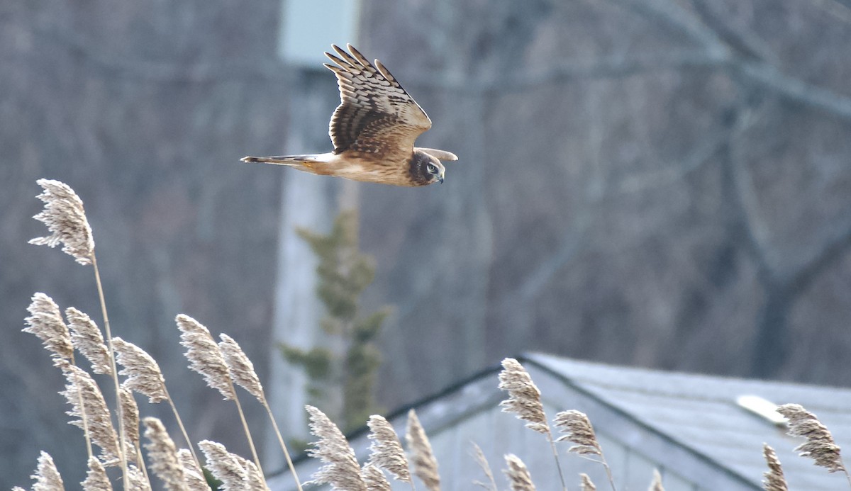 Northern Harrier - Weston Barker