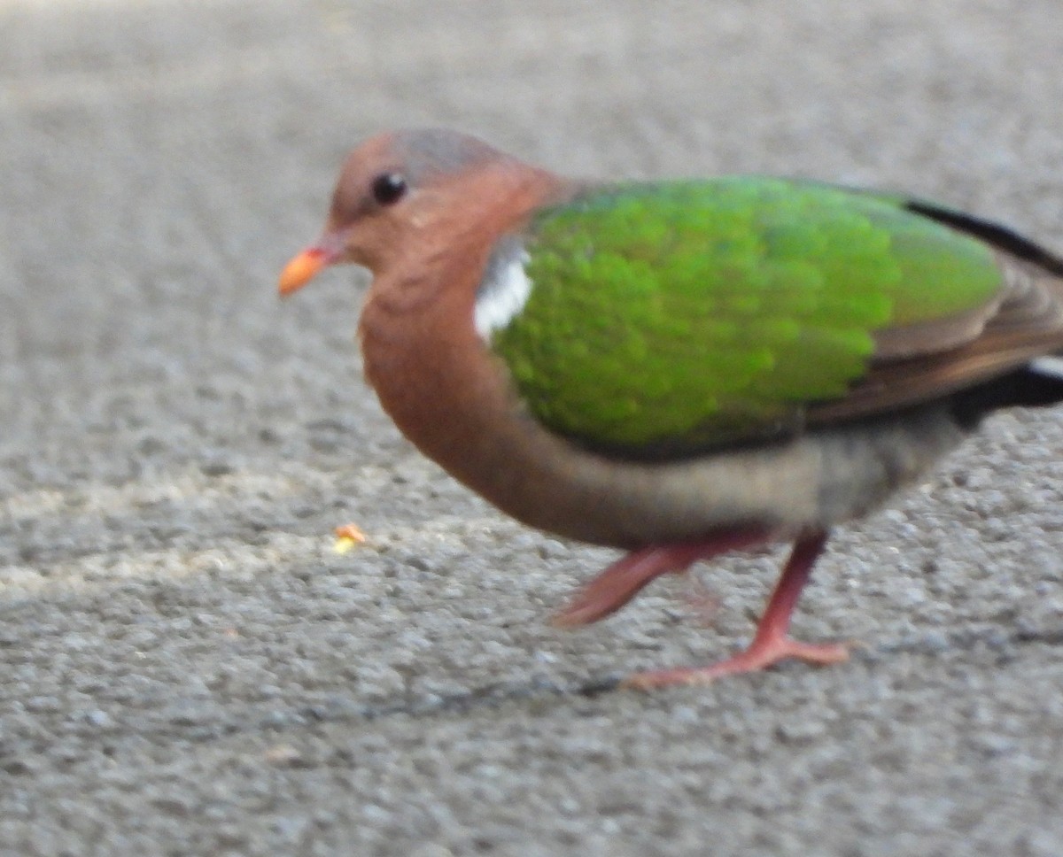 Pacific Emerald Dove - ML519683101