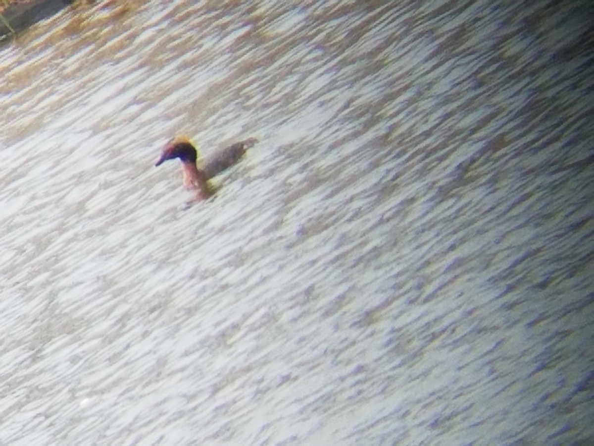 Horned Grebe - ML51968331