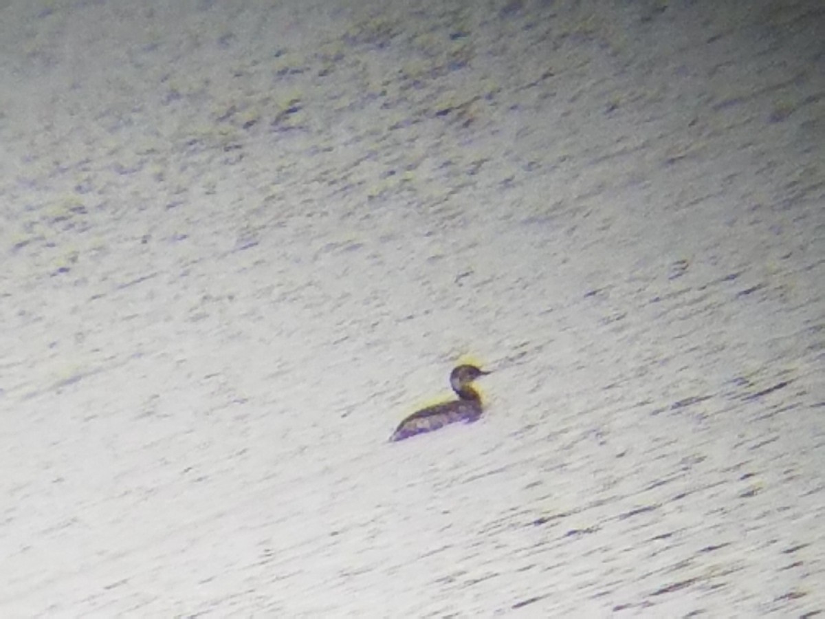 Horned Grebe - ML51968341