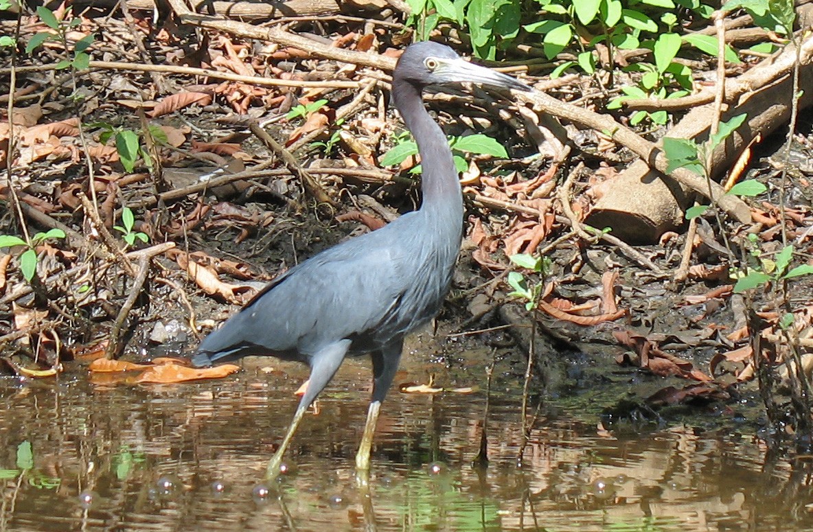 Garceta Azul - ML519683931