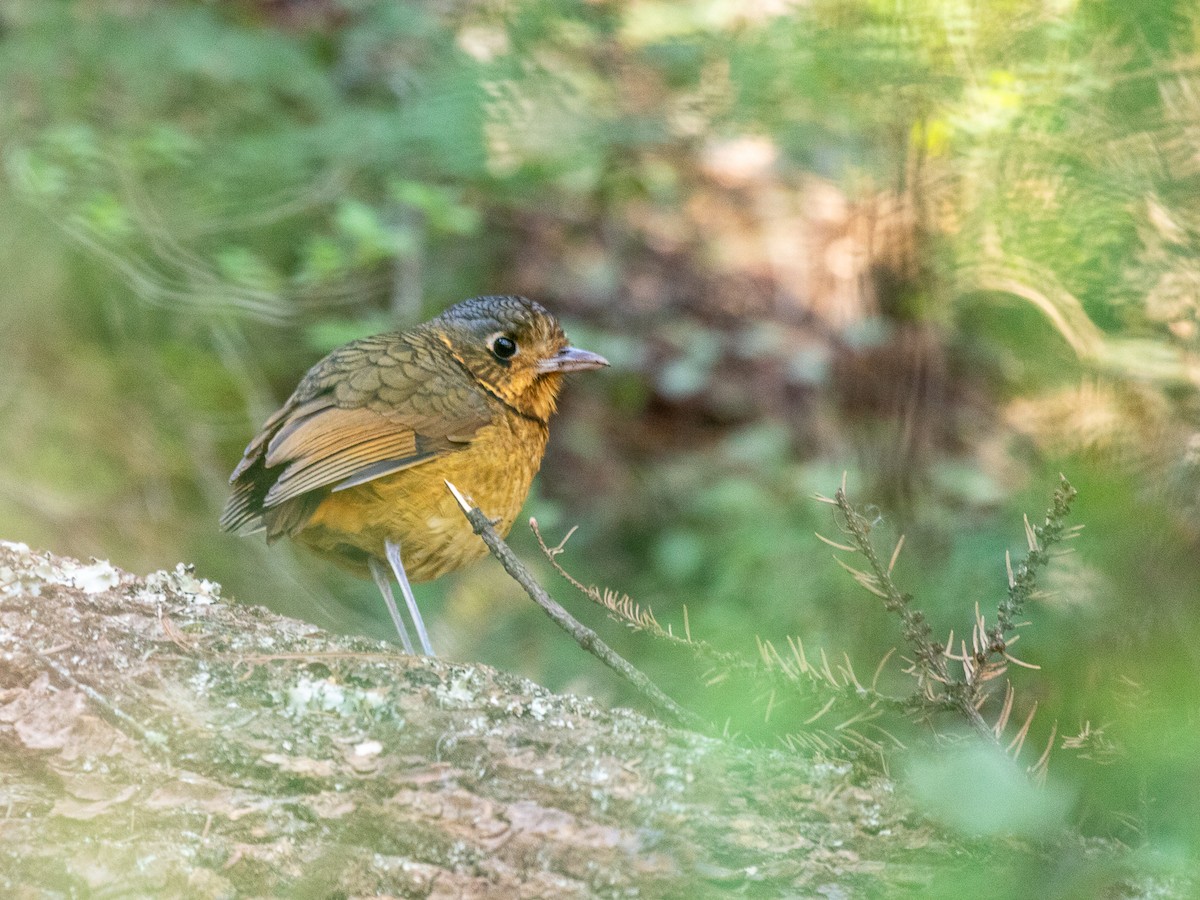 Scaled Antpitta - ML519684001