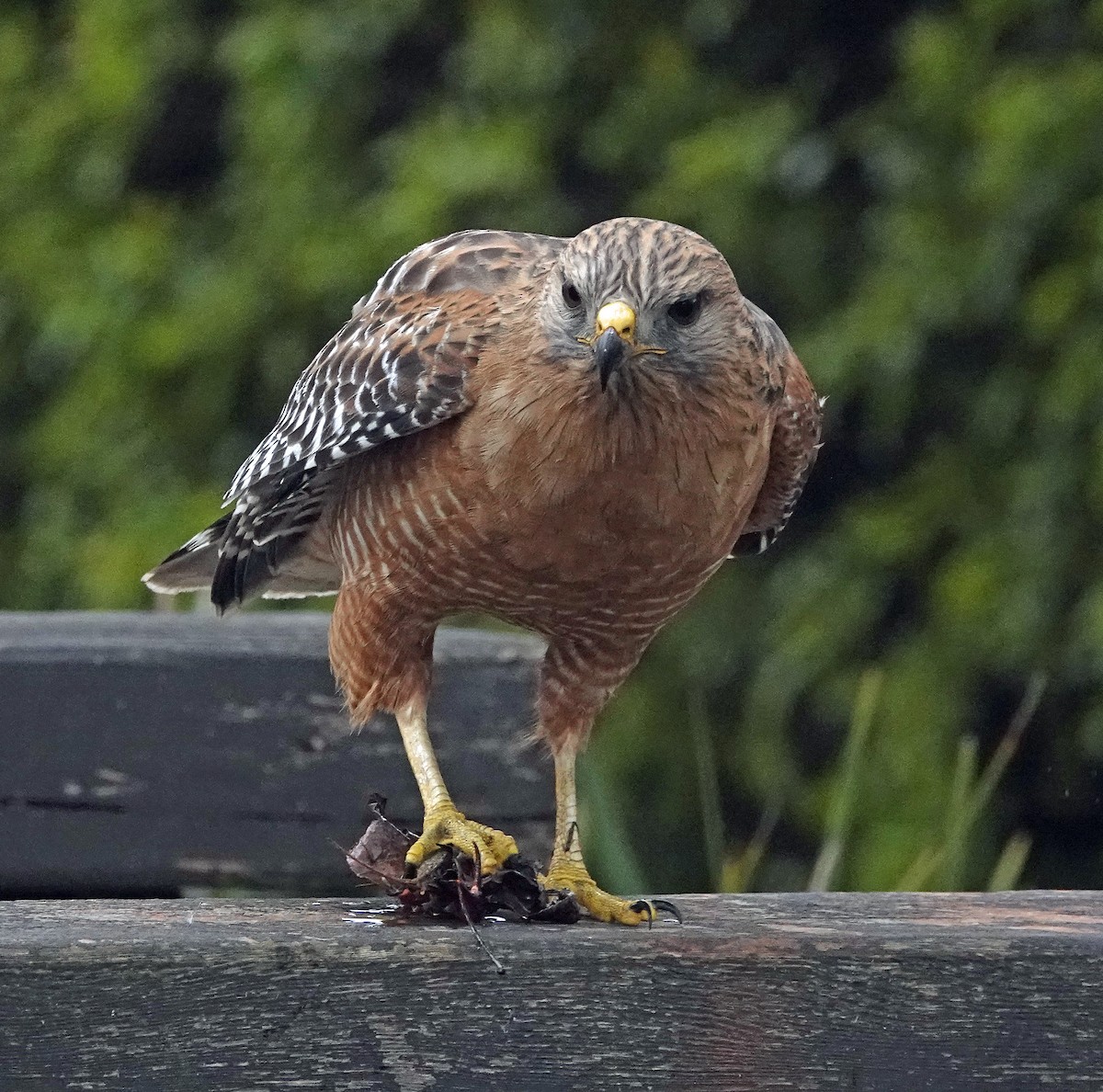 Red-shouldered Hawk - ML519684191