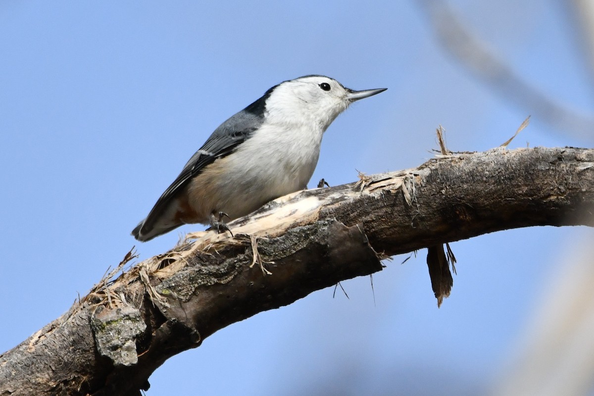 White-breasted Nuthatch (Eastern) - ML519684281