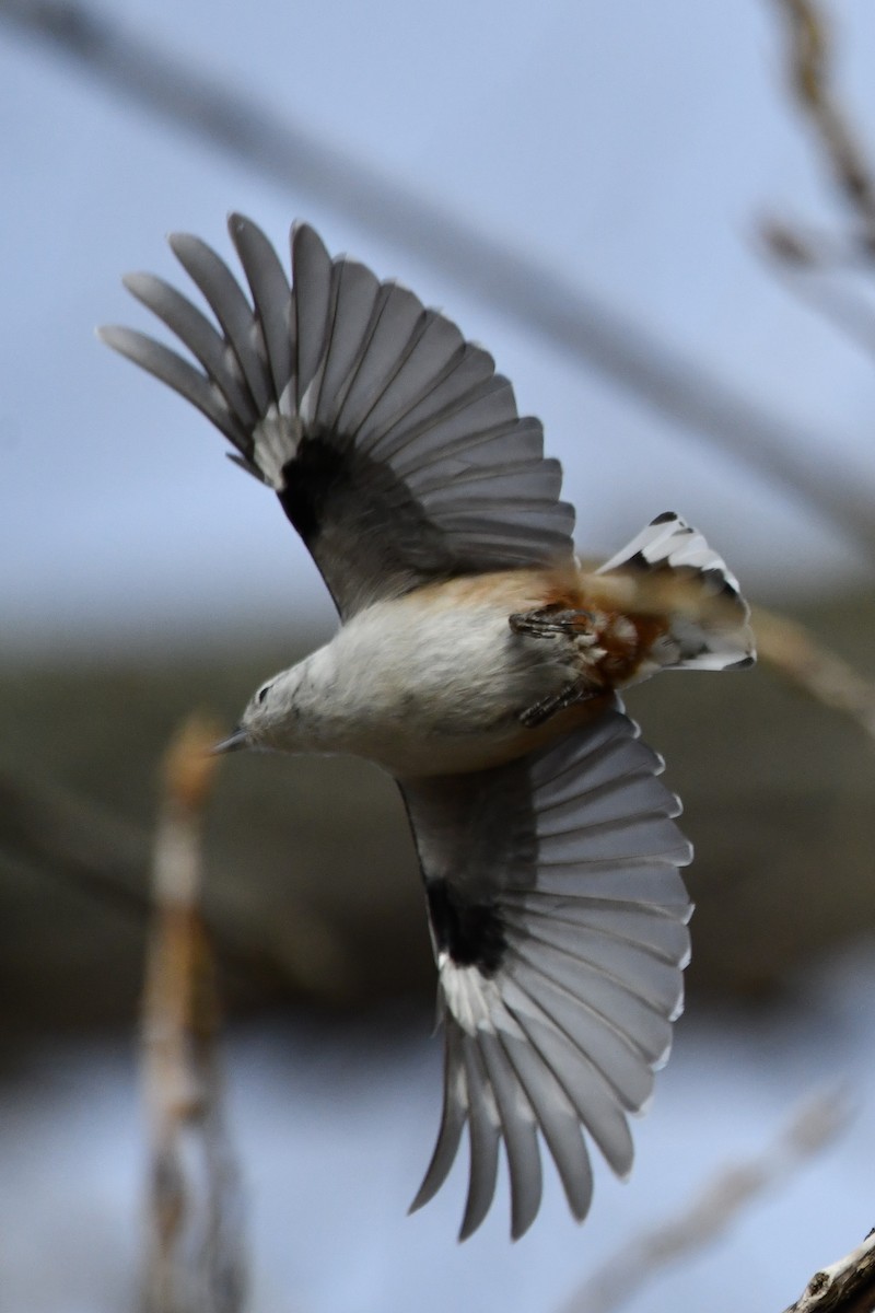 White-breasted Nuthatch (Eastern) - ML519684291