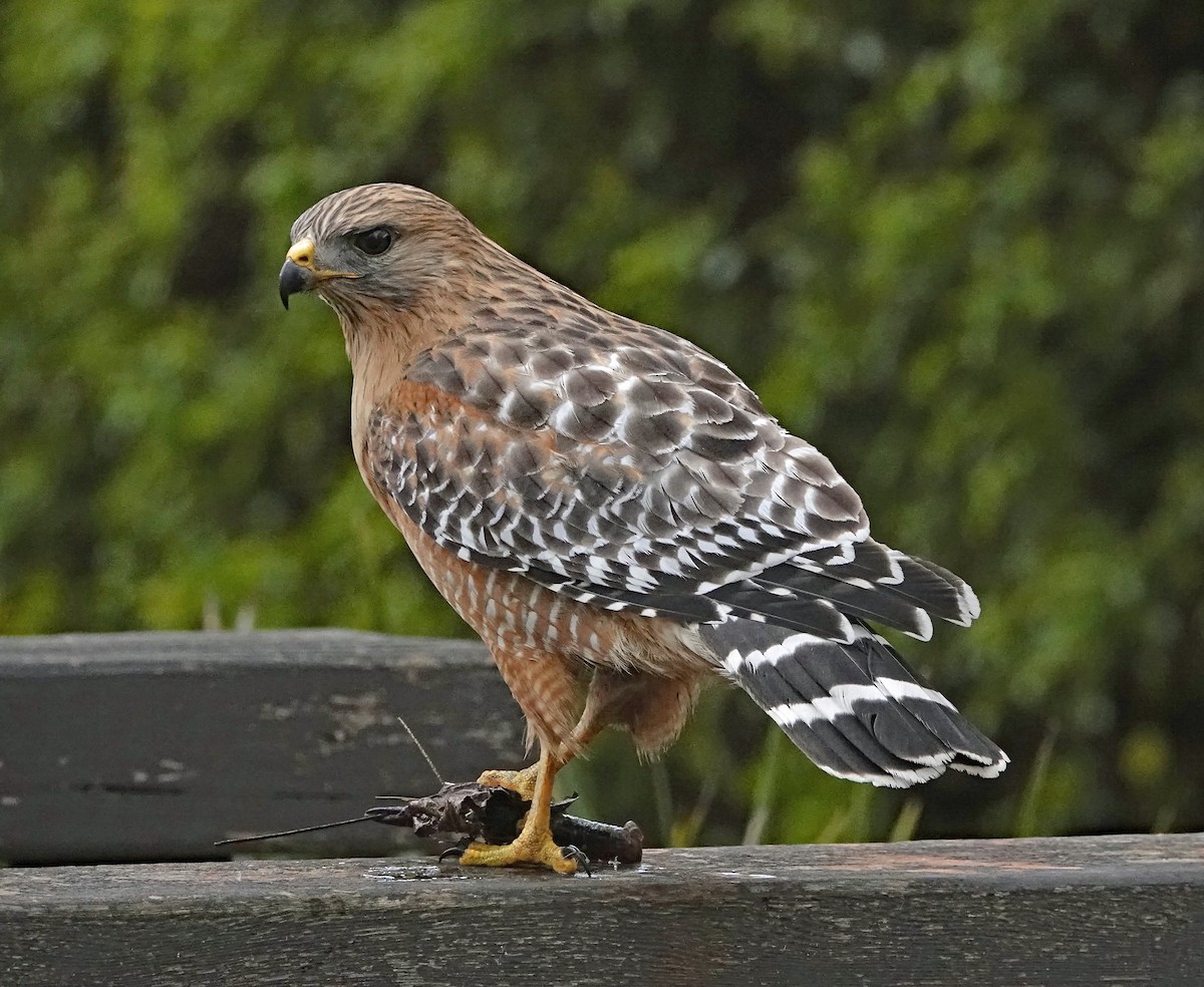 Red-shouldered Hawk - ML519684481