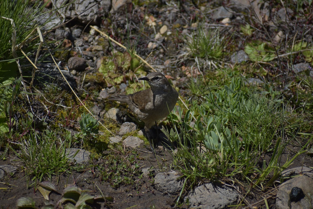 Buff-winged Cinclodes - ML519684731