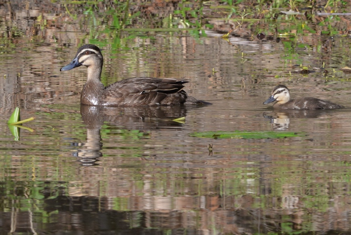 Pacific Black Duck - ML519686251