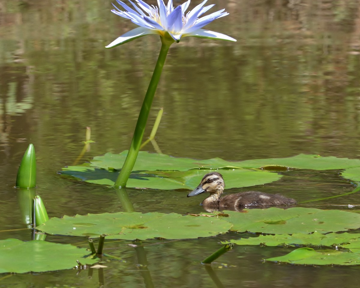 Pacific Black Duck - ML519686321