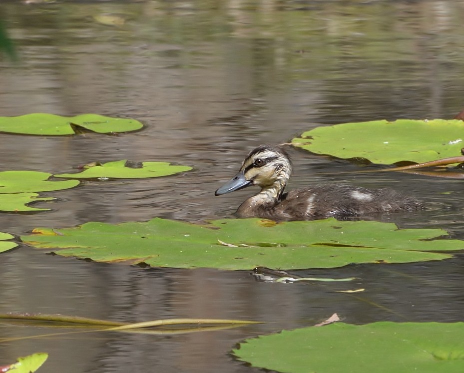 Pacific Black Duck - ML519686351