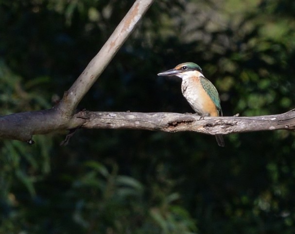 Sacred Kingfisher - ML519686611