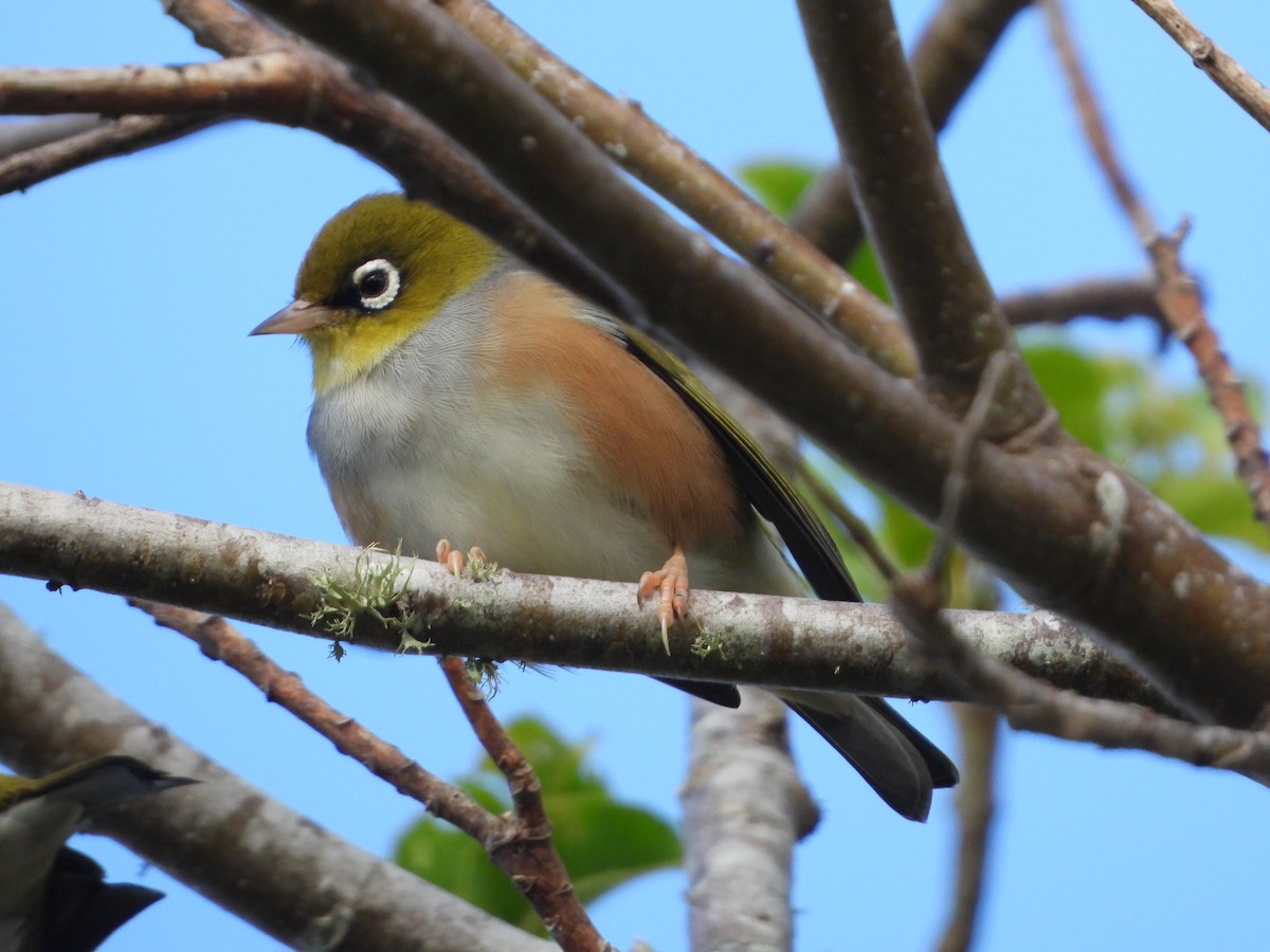 Silvereye - Ted Elks