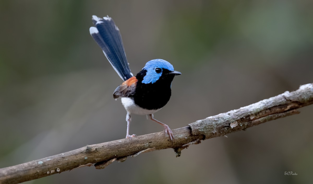 Lovely Fairywren - Shailesh Pinto