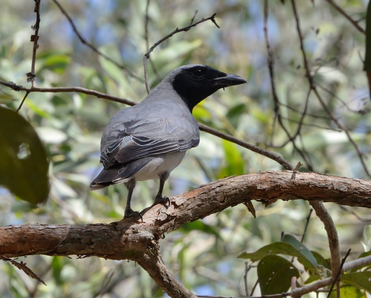 Black-faced Cuckooshrike - ML519687101