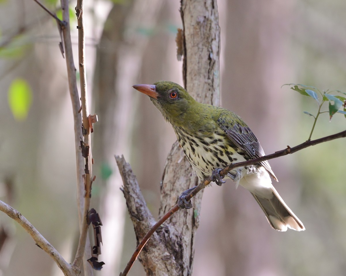Olive-backed Oriole - ML519687231