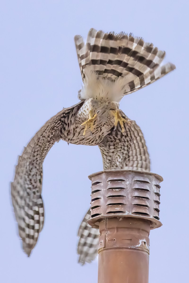 Cooper's Hawk - ML519687361