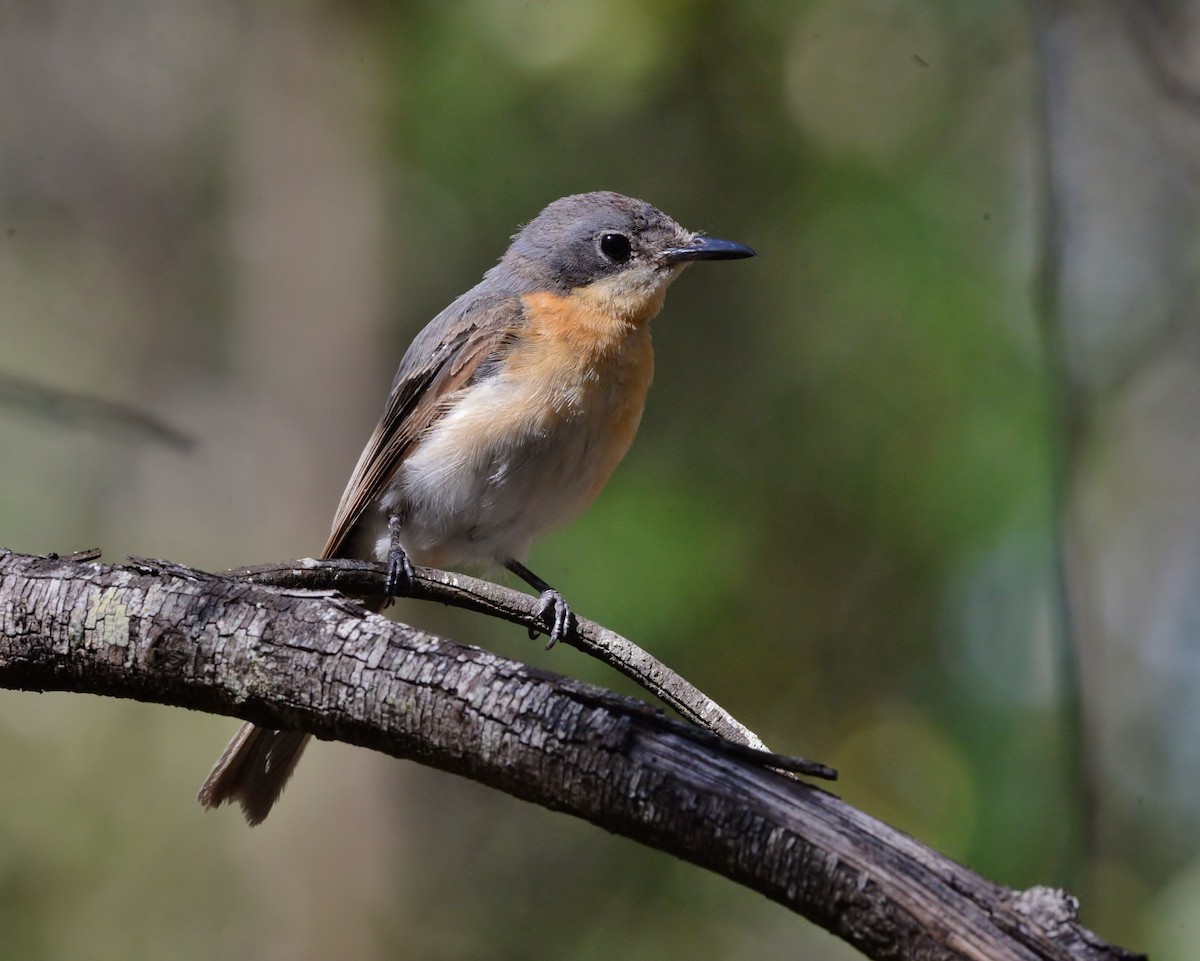 Leaden Flycatcher - ML519687391