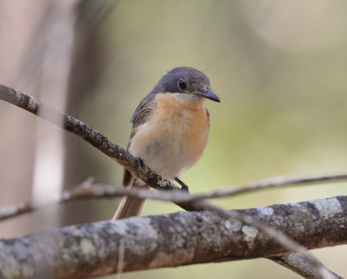 Leaden Flycatcher - ML519687401