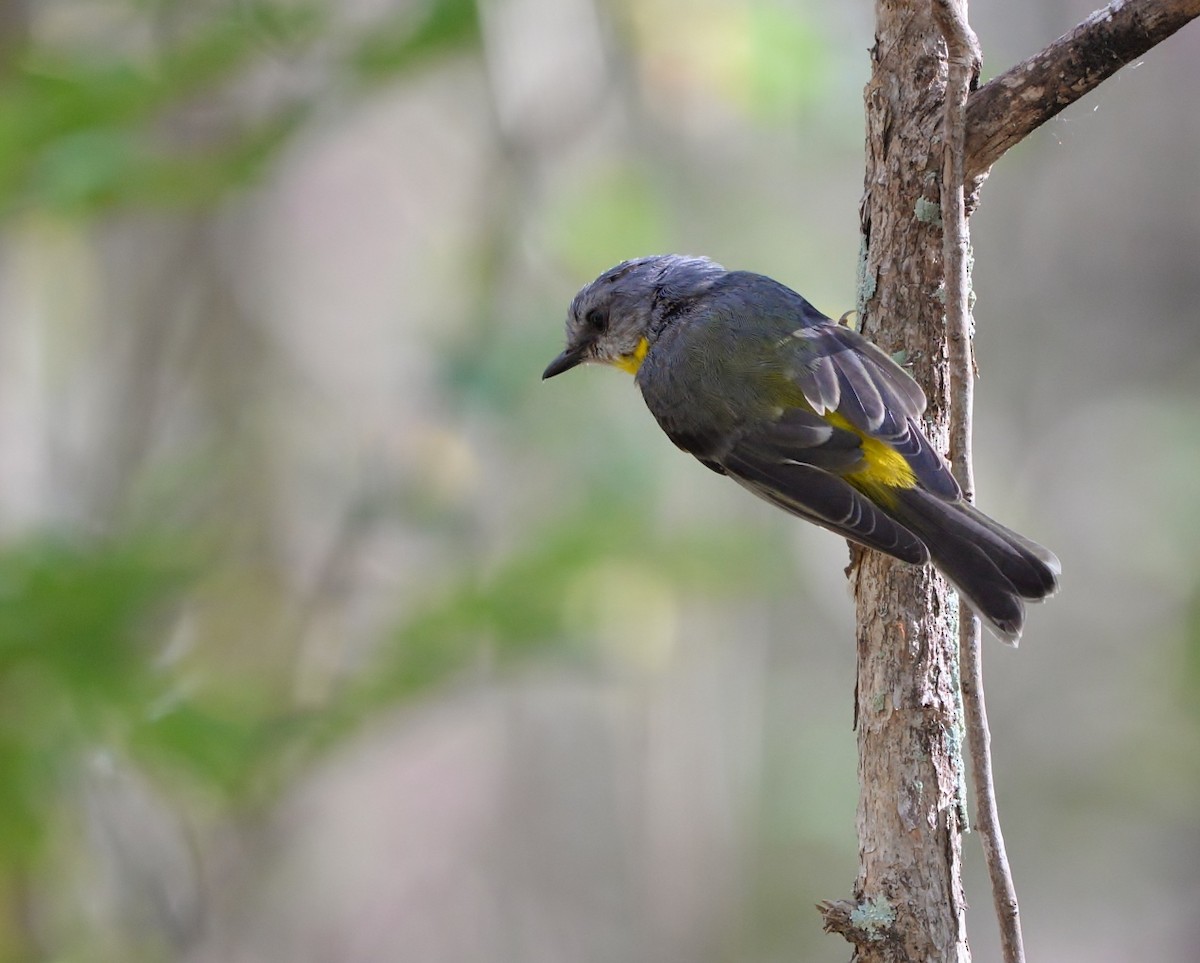Eastern Yellow Robin - ML519687561