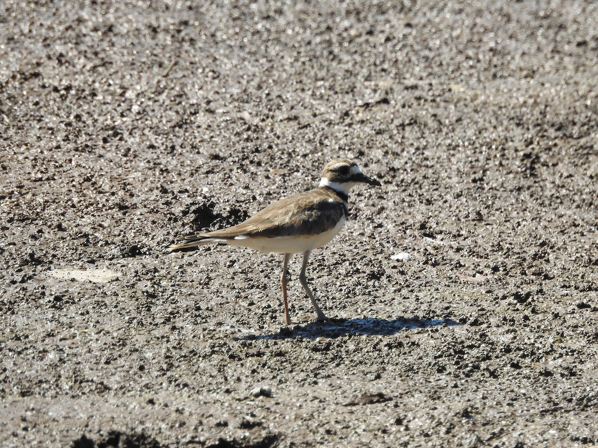 Killdeer - ML519687581