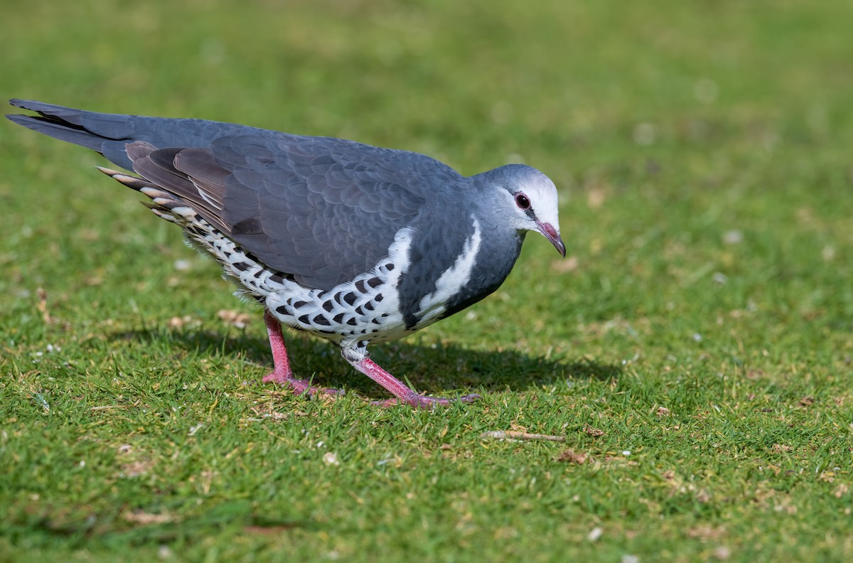 Wonga Pigeon - Shailesh Pinto