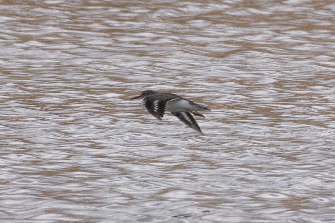 Spotted Sandpiper - ML519690311