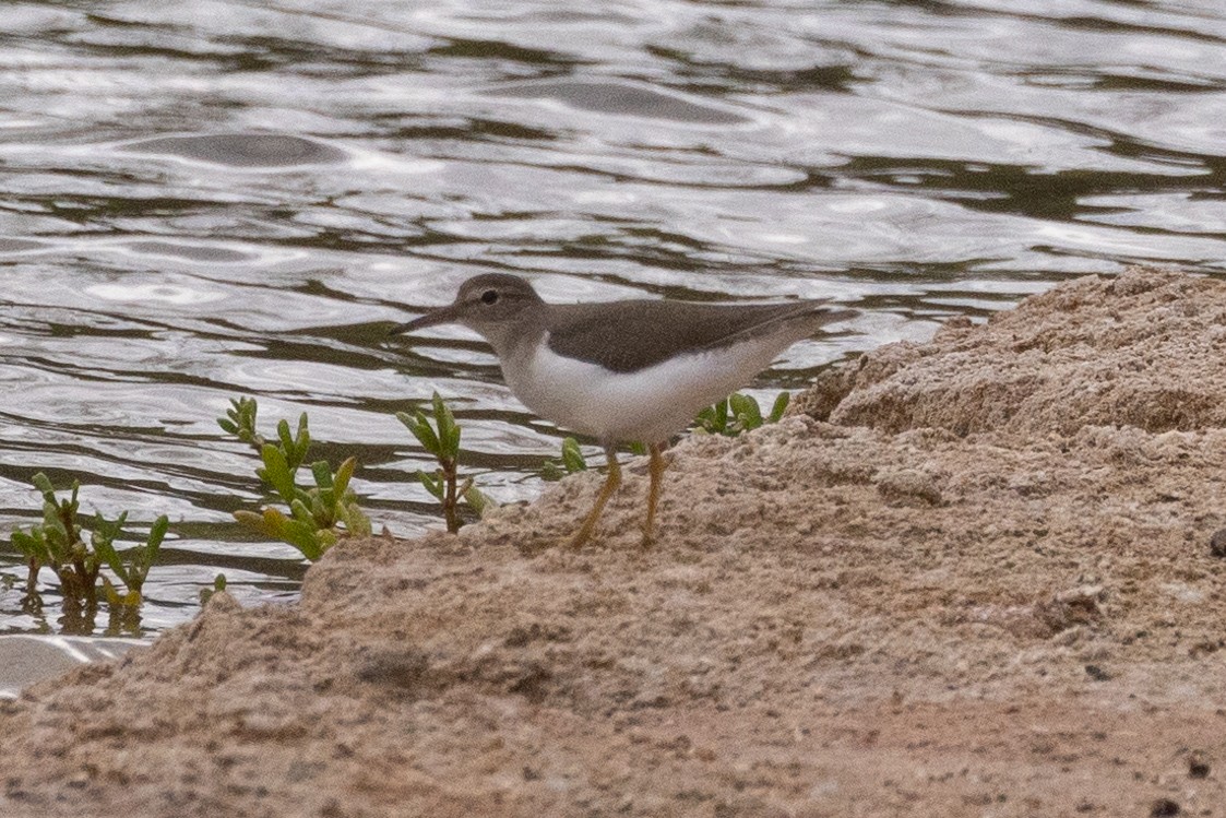 Spotted Sandpiper - ML519690371