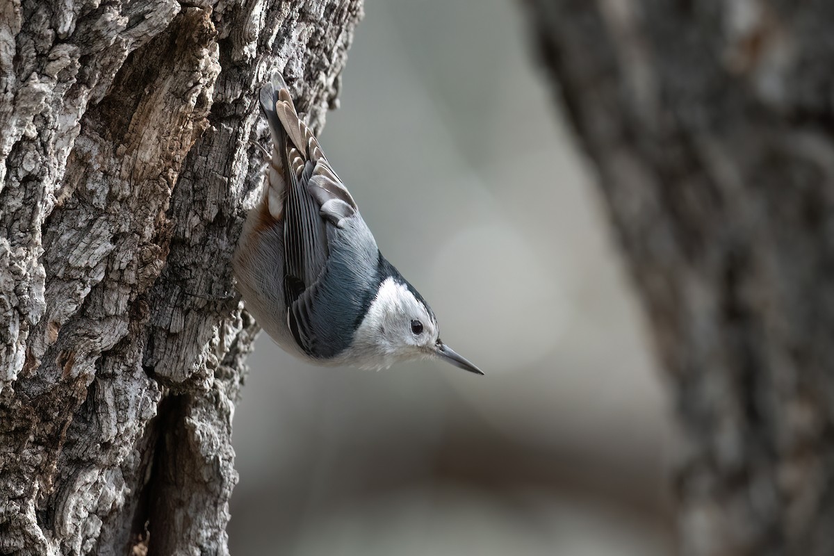 White-breasted Nuthatch - ML519691461