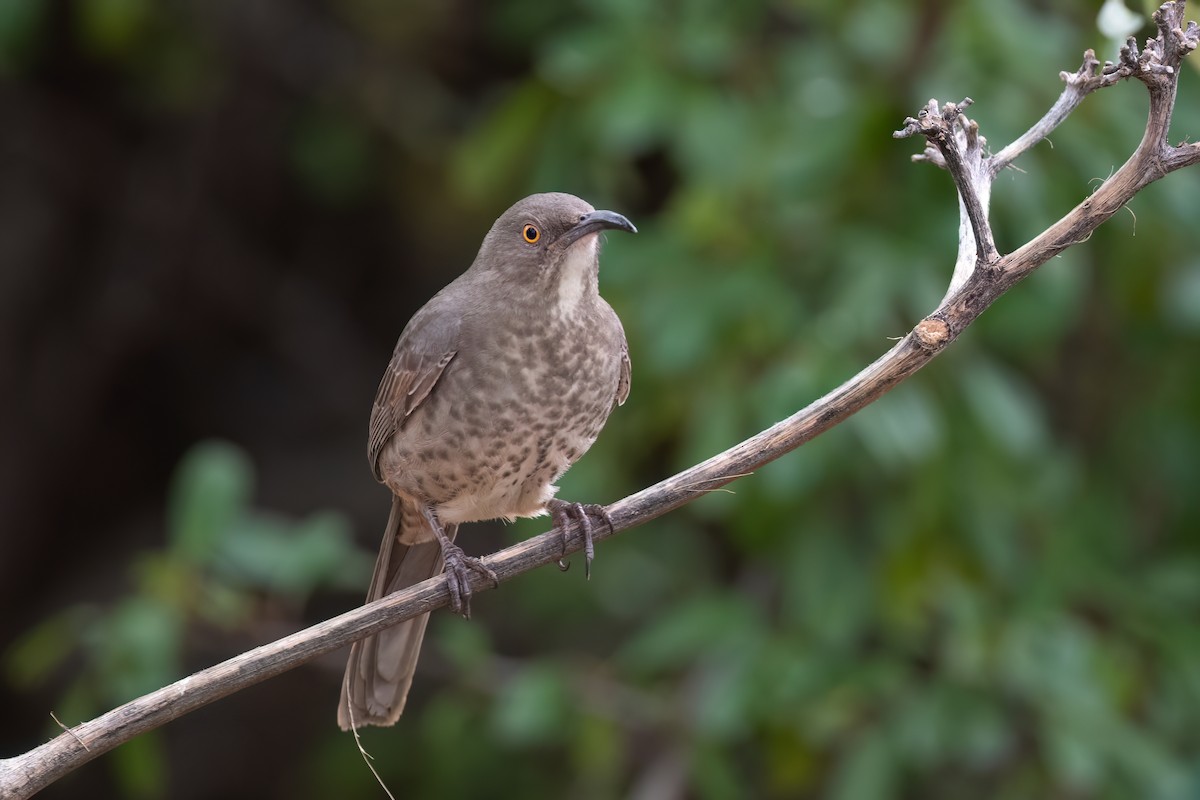Curve-billed Thrasher - ML519691571