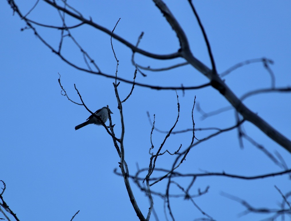 Northern Shrike - ML519691741