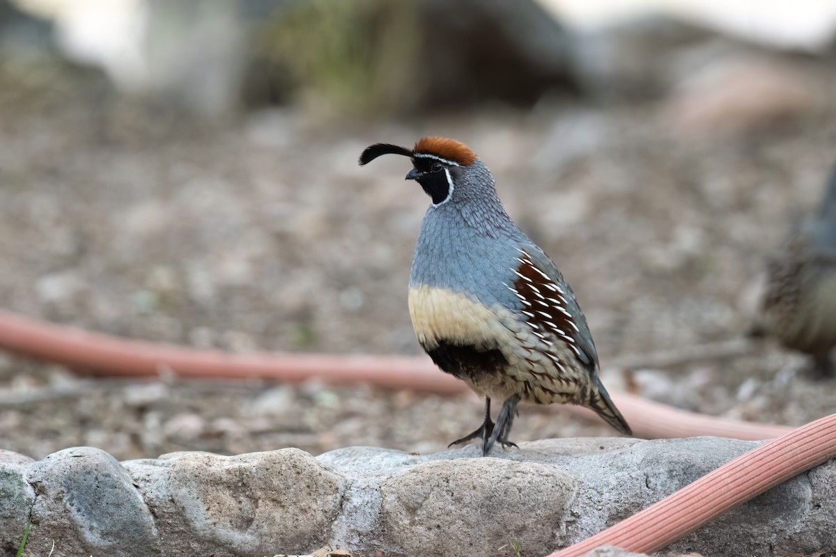 Gambel's Quail - ML519691831