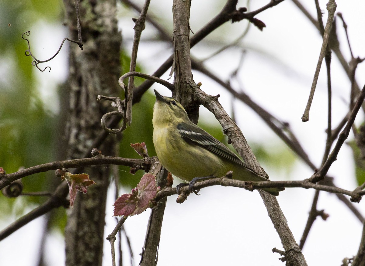 Cerulean Warbler - ML519692931