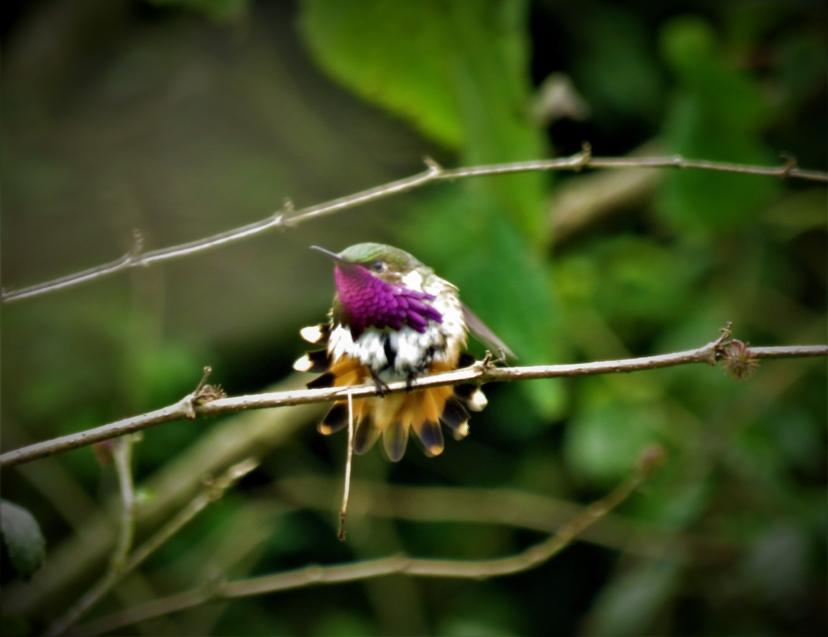 Wine-throated Hummingbird - ML519693991