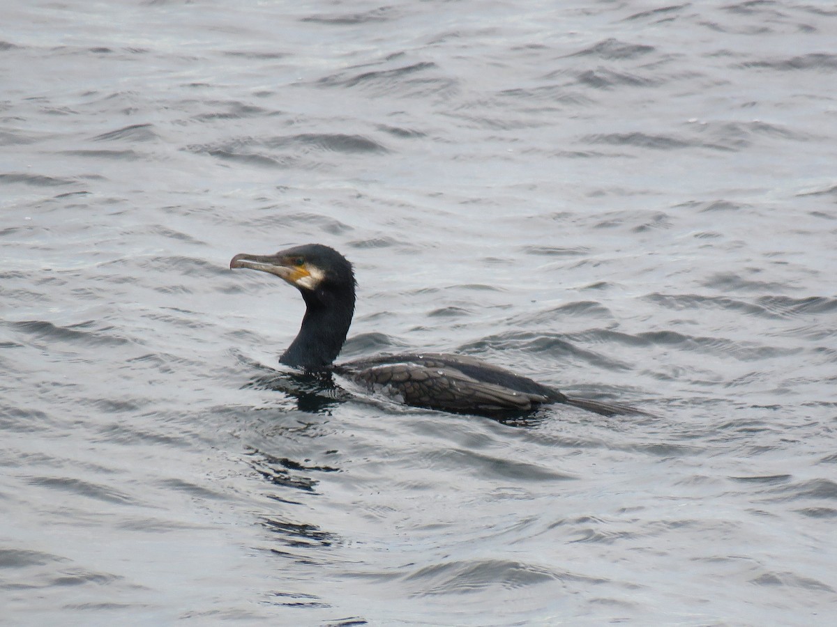 storskarv - ML519694381