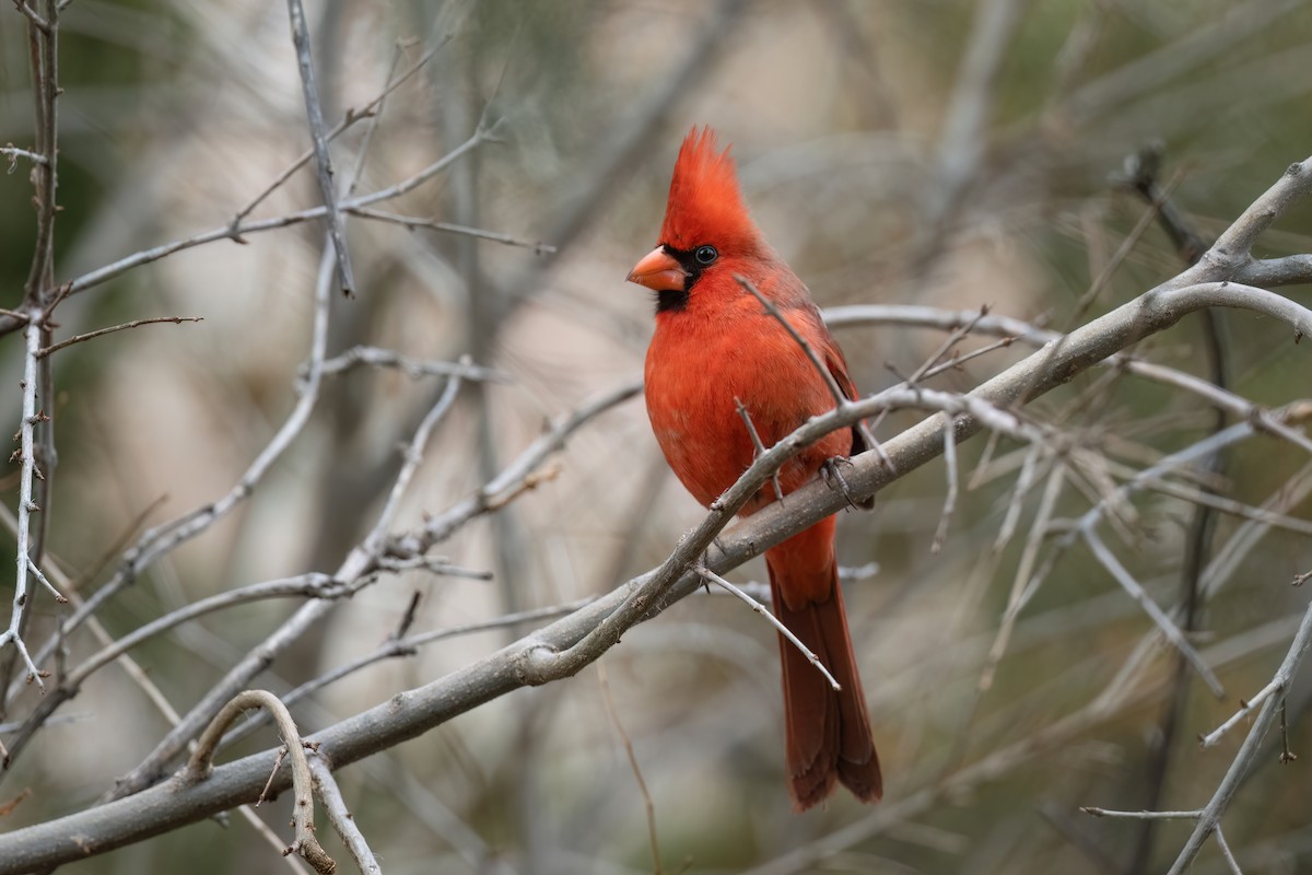 Northern Cardinal - ML519694541