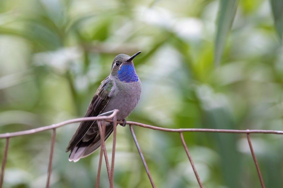 Blue-throated Mountain-gem - ML519694671