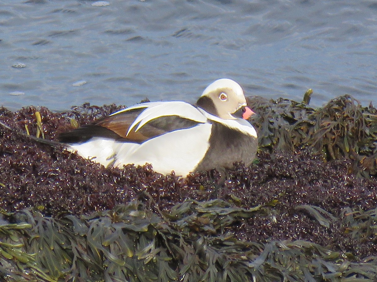 havelle - ML519695151