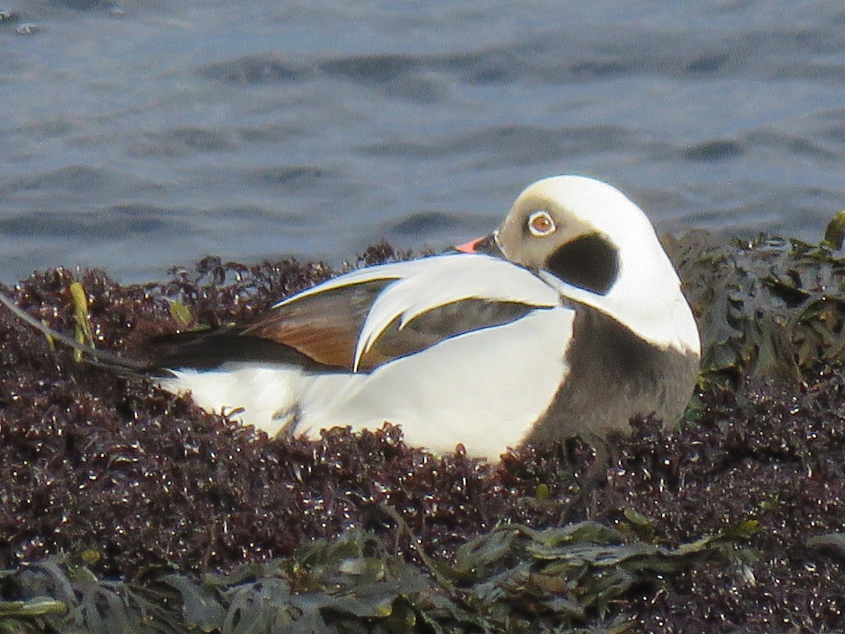 havelle - ML519695161