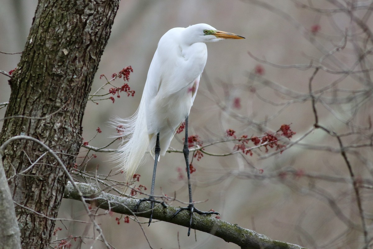 Great Egret - Hannah Greenberg