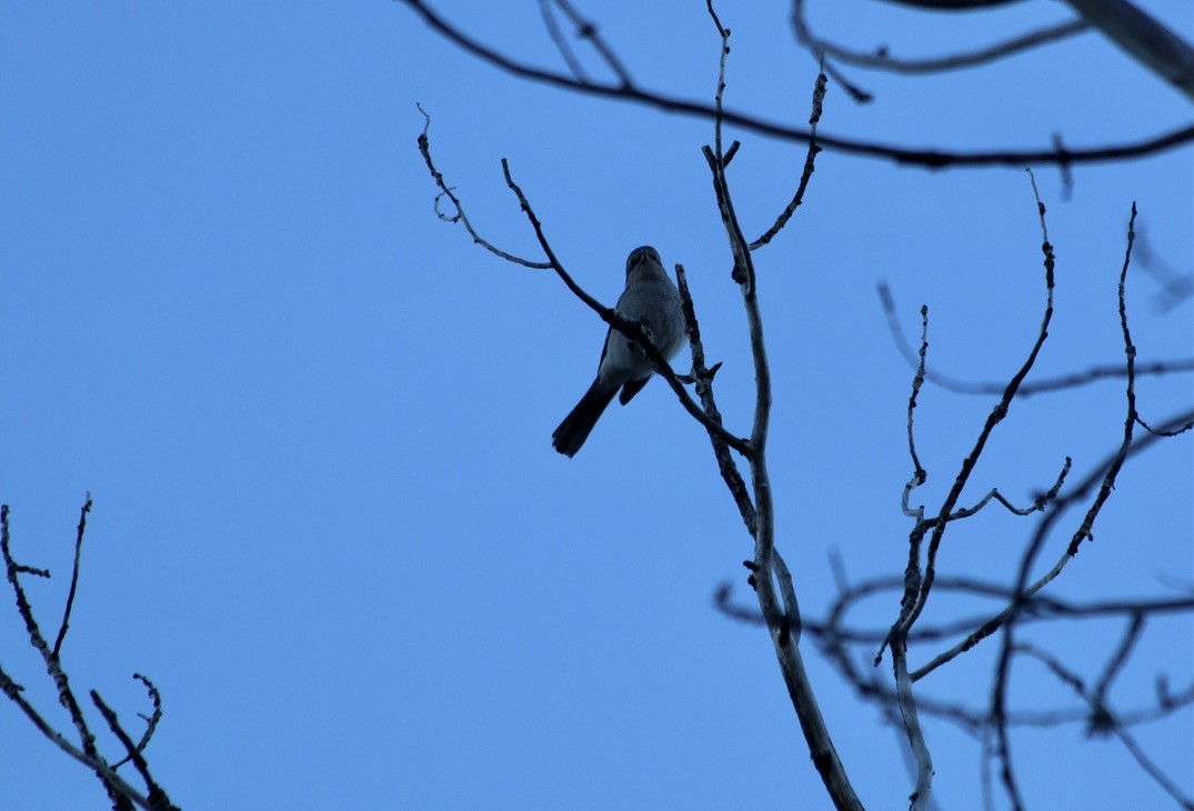 Northern Shrike - ML519695891