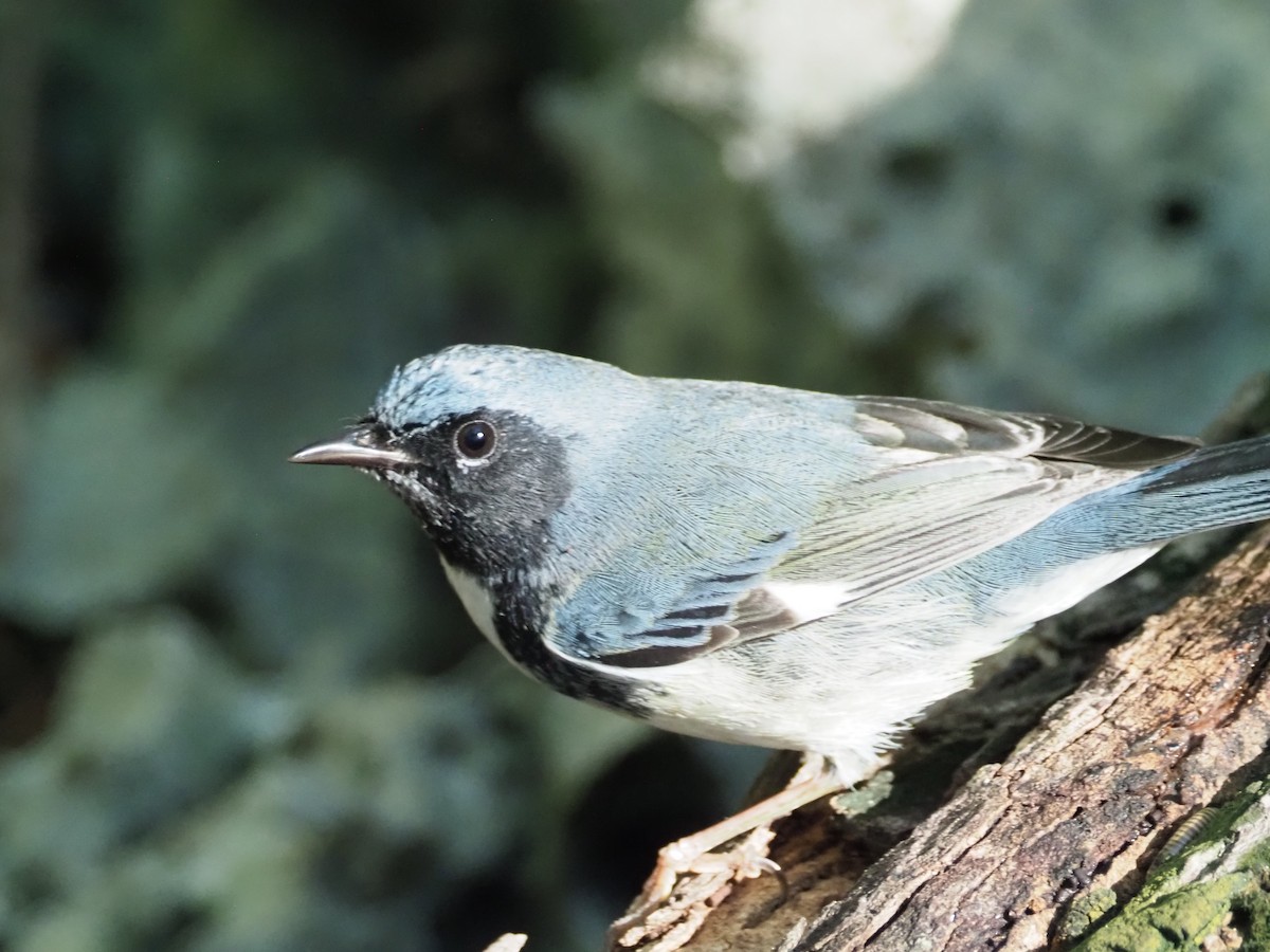 Black-throated Blue Warbler - ML519697101