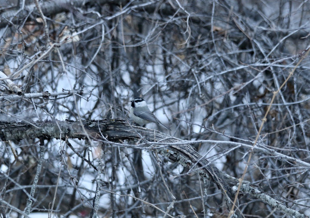 Mountain Chickadee - ML519697201